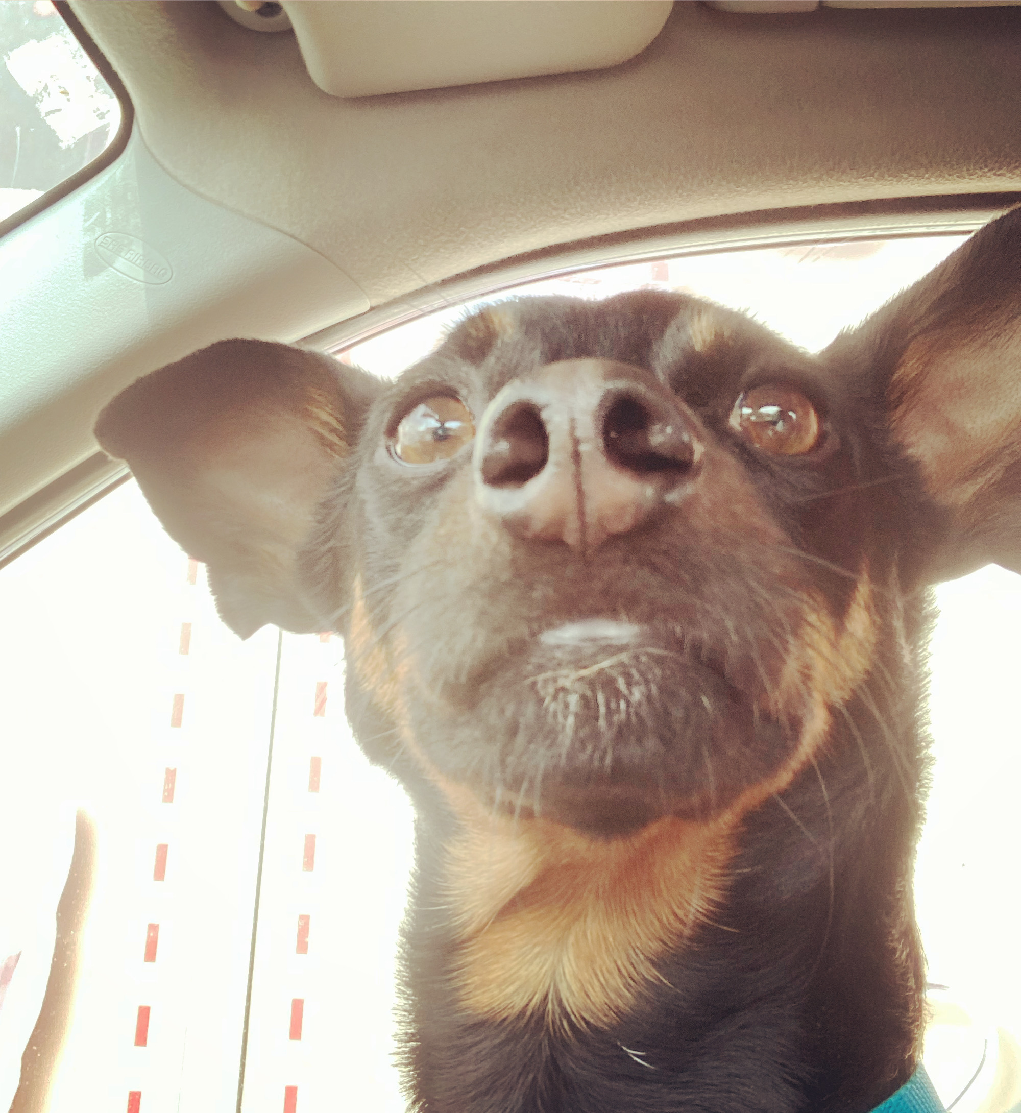 The Musings & Misadventures of Ziggy Moonbeam