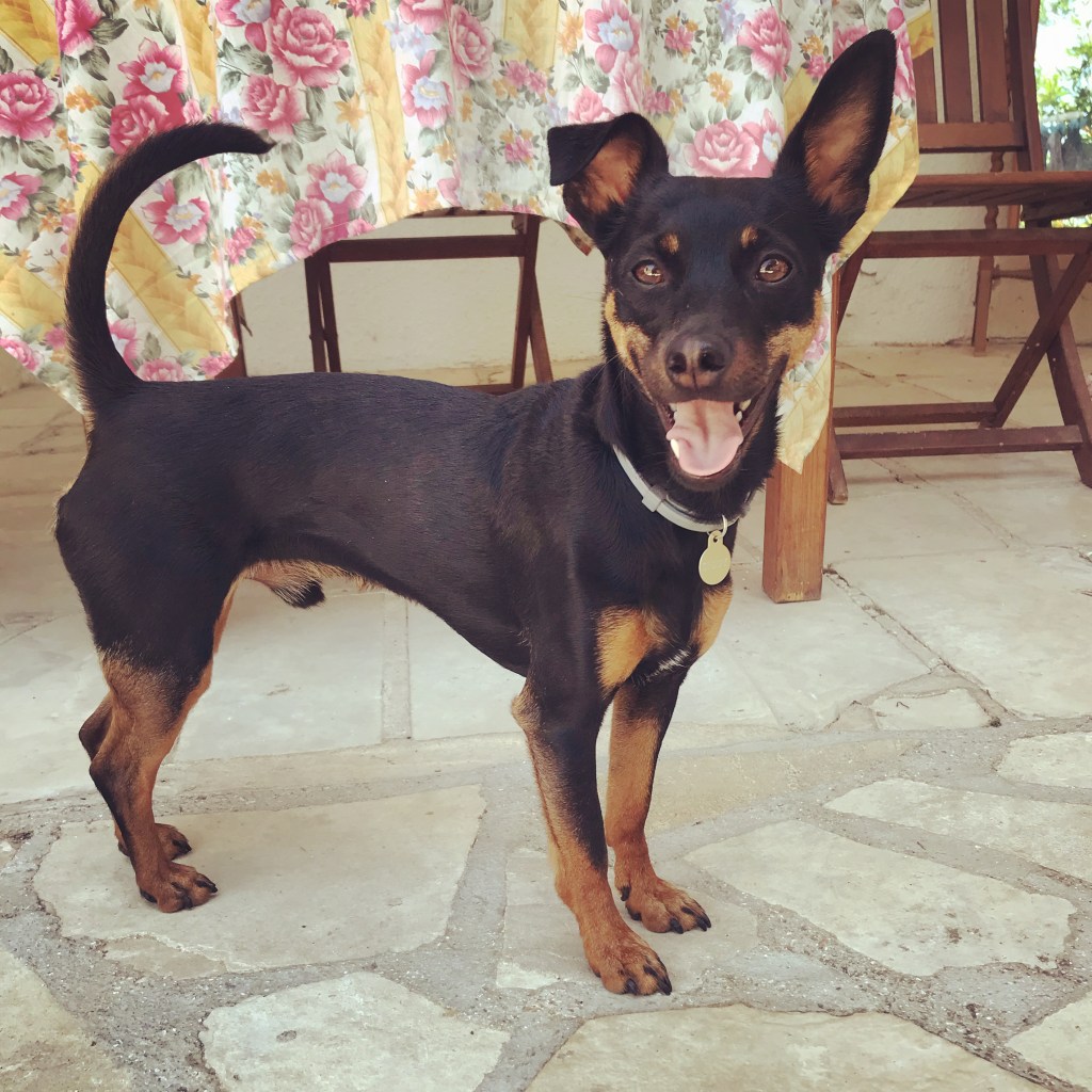 The “Bestest Boy”&nbsp;🐾