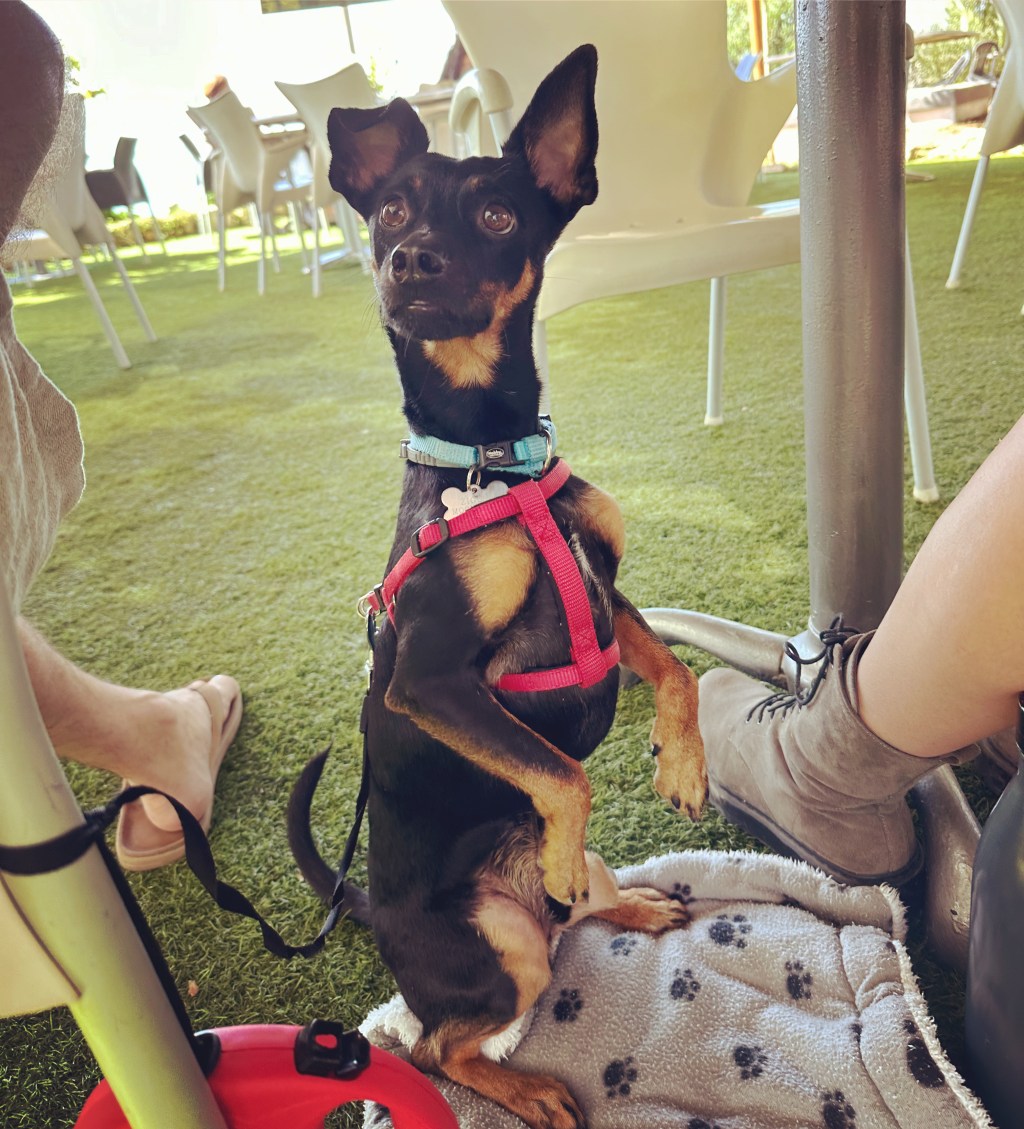 Table manners and ankle startling&nbsp;🤫